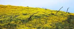 Old fence among the flowers-0646